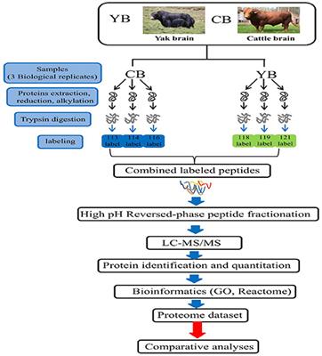 Differential Abundance of Brain Mitochondrial Proteins in Yak and Cattle: A Proteomics-Based Study